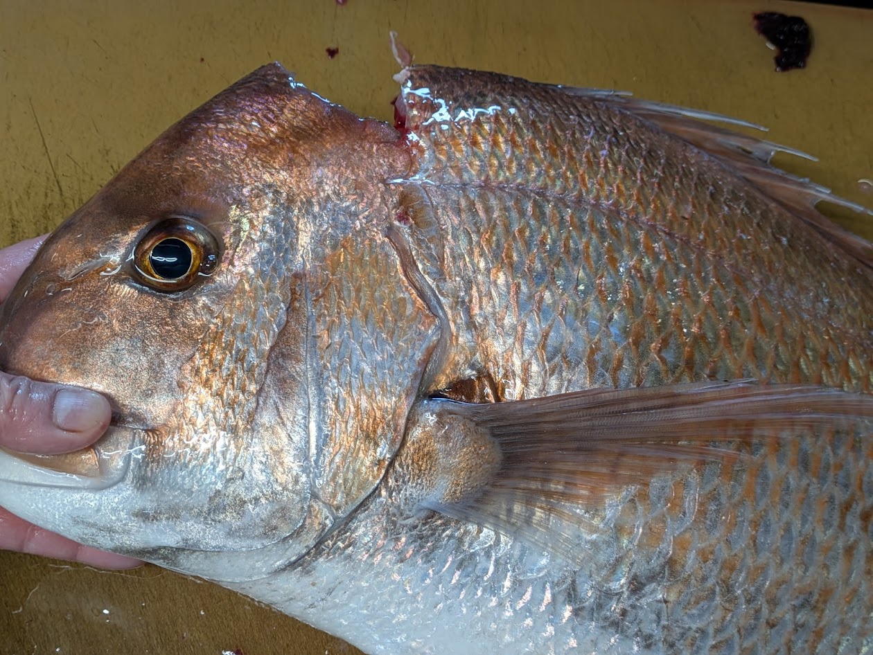 画像の説明 画像の説明