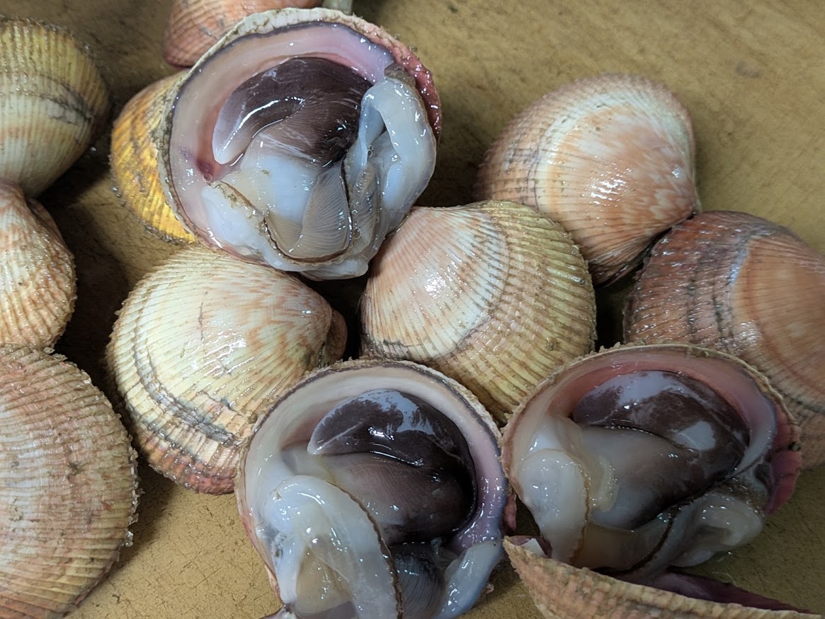 画像の説明 画像の説明