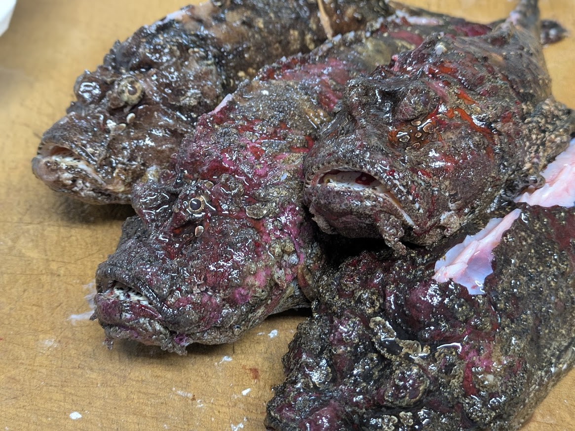 画像の説明 画像の説明