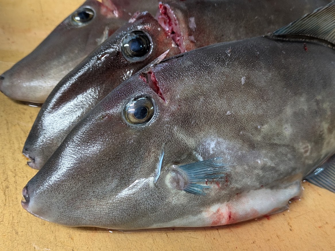 画像の説明 画像の説明